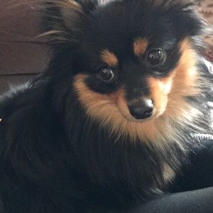 Meet your Posher, Avrielle